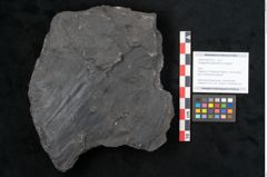 Foto (Objekt + Etikett) von Noeggerathia palmaeformis Goeppert (NHMW-GEO-2024-0188-10743)